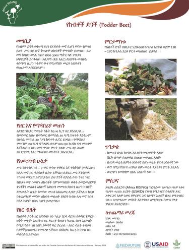 የከብቶች ድንች (Fodder Beet)