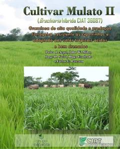 Cultivar mulato II (Brachiaria híbrido CIAT 36087): Gramínea de alta qualidade e produçao forrageira, resistentes as cigarrinhas e adaptada a solos tropicais ácidos