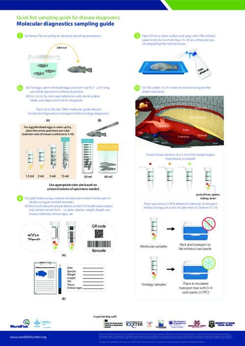 Quick fish sampling guide for disease diagnostics - Molecular diagnostics sampling guide