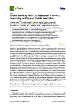 Hybrid breeding for MLN resistance: heterosis, combining ability, and hybrid prediction