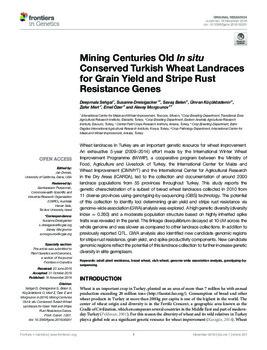 Mining centuries old In situ conserved turkish wheat landraces for grain yield and stripe rust resistance genes