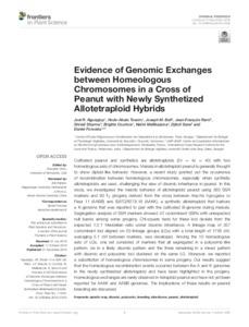 Evidence of Genomic Exchanges between Homeologous Chromosomes in a Cross of Peanut with Newly Synthetized Allotetraploid Hybrids