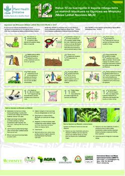 Hatua 12 za kuzingatia ili kupata mbegu bora ya mahindi isiyokuwa na Ugonjwa wa Mnyauko (Maize Lethal Necrosis-MLN)