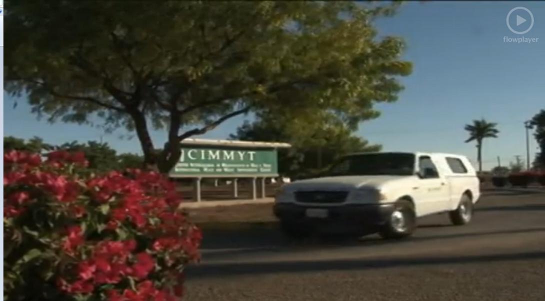 Rust resistant durum wheat