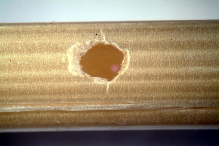 Damage of wheat stem saw fly_2