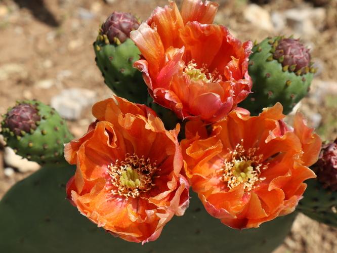 Opuntia ficus-indica red flowers Muchaqqer station, Jordan
