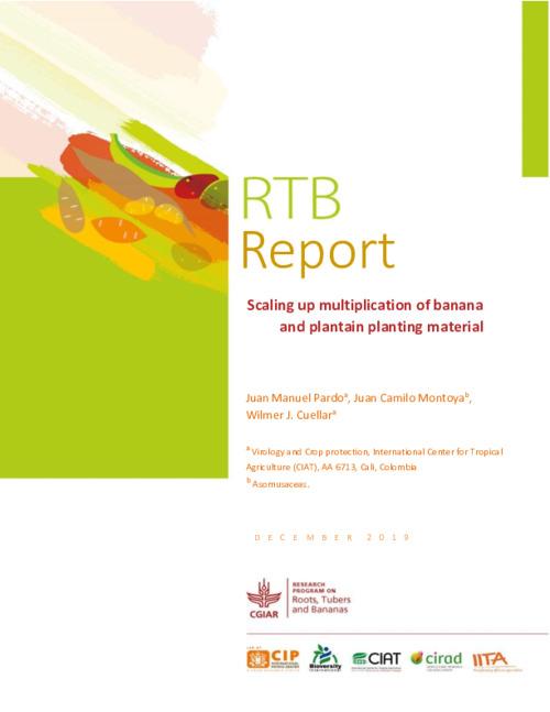 Scaling up multiplication of banana and plantain planting material