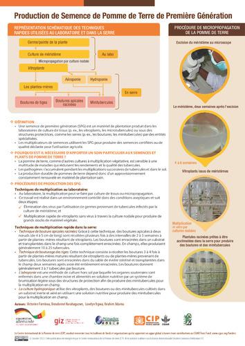 Production de Semence de Pomme de Terre de Première Génération