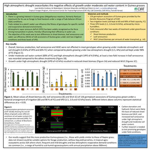 High atmospheric drought exacerbates the negative effects of growth under moderate soil water content in Guinea grasses