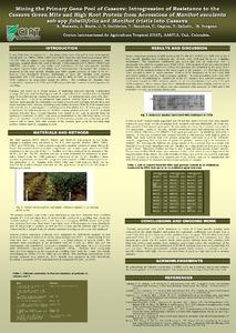Mining the primary gene pool of cassava: introgression of resistance to the cassava green mite and high root protein from accessions of Manihot esculenta sub spp fabellifolia and Manihot tristis into cassava