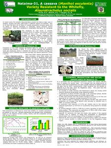 Nataima-31, a cassava (Manihot esculenta Crantz) variety resistant to the whitefly, Aleurotrachelus socialis