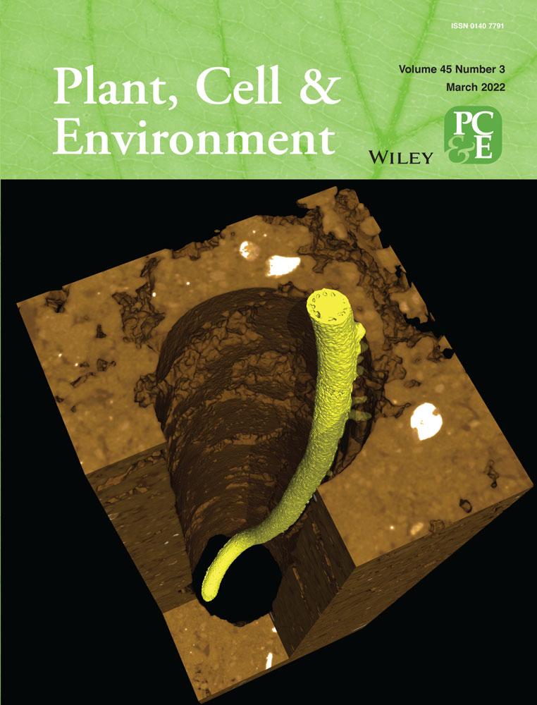 Aus rice root architecture variation contributing to grain yield under drought suggests a key role of nodal root diameter class
