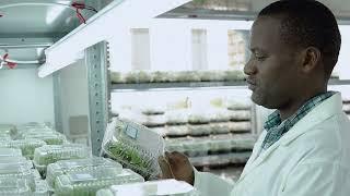 IITA supports the introduction of Semi Autotrophic Hydroponic (SAH) laboratory in Rwanda