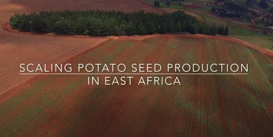 Scaling Potato Seed production in East Africa