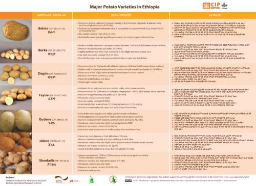 Major Potato Varieties in Ethiopia