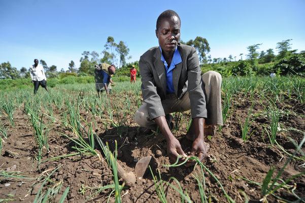 Capturing intensive horticulture activities in Lower Nyando, Kenya