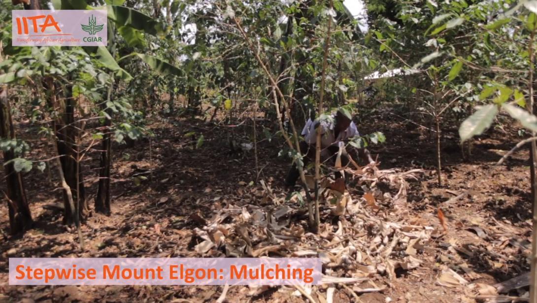 Stepwise Sironko mulching