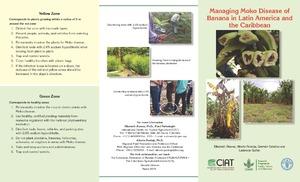 Managing Moko disease of banana in Latin America and the Caribbean