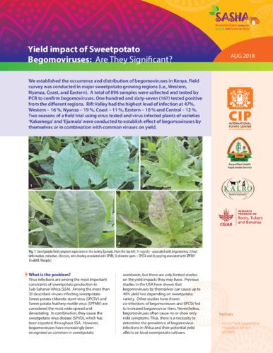 Yield impact of Sweetpotato Begomoviruses: Are They Significant?